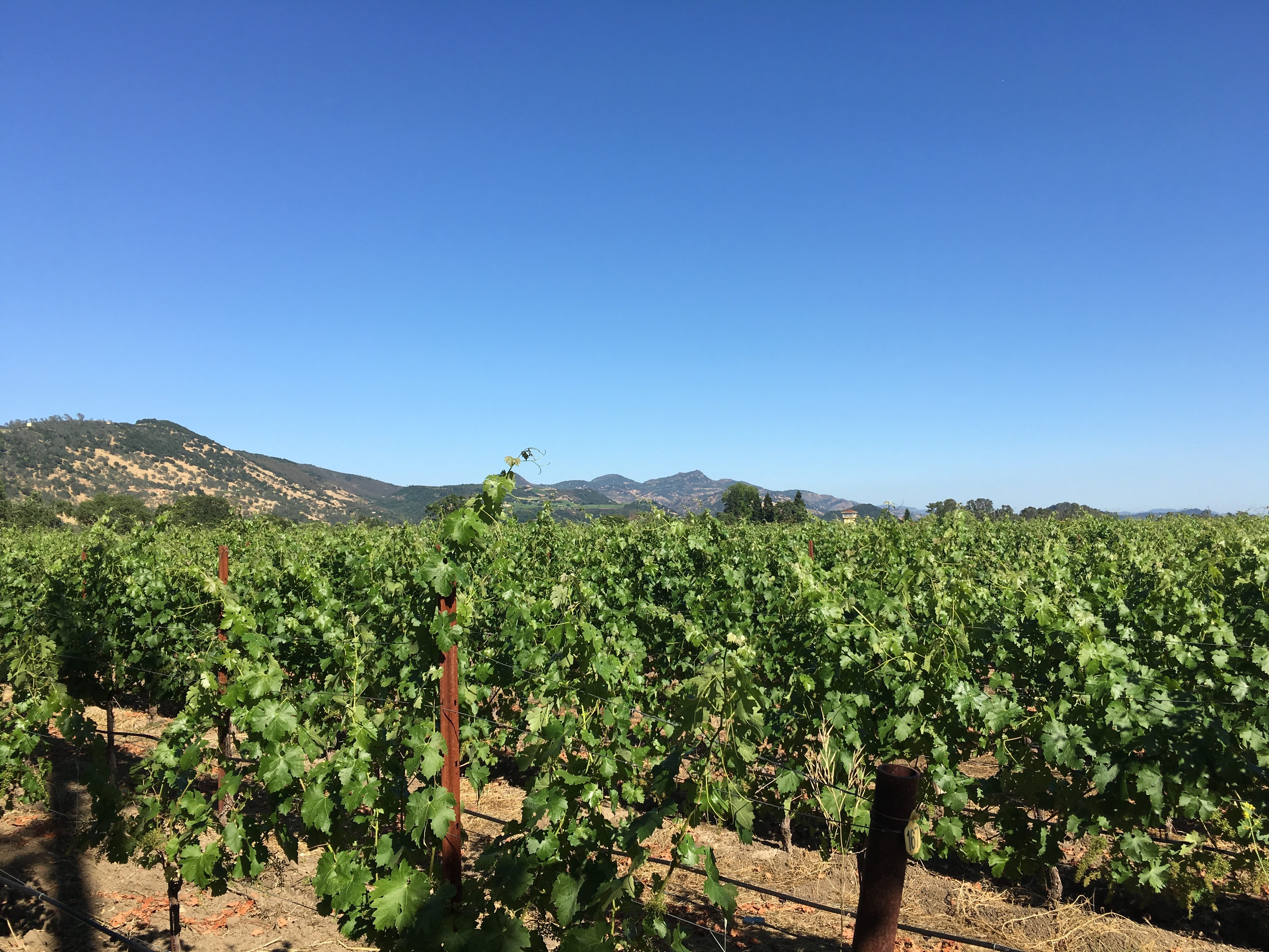 《加州納帕》酒鄉之旅 Chateau Montelena, Grgich Hills Estate, Caymus Vineyards (Bottle Shock 場景造訪) 查克的吃喝玩樂